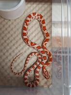 Microscaleless morphs