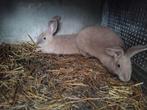 Mooie moeten te koop, Animaux & Accessoires, Lapins