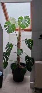 Monstera, Ophalen, In pot