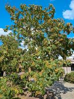 Paulouwnia, Ophalen, Lente, 250 tot 400 cm