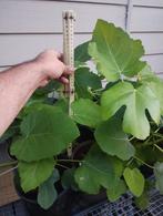 Vijgen struiken brown turkey gestekt, Minder dan 100 cm, Volle zon, In pot, Ophalen of Verzenden