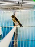 Chardonerts parva, Dieren en Toebehoren, Vogels | Toebehoren, Ophalen of Verzenden