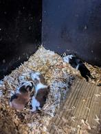 Cavia beertjes, Animaux & Accessoires, Rongeurs, Décembre, Mâle