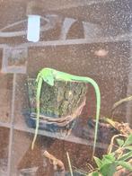 kweekkoppel gastropholis prasina, Dieren en Toebehoren, Hagedis