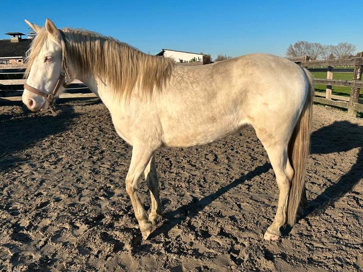 3,5 jarige cremello merrie, Animaux & Accessoires, Chevaux, Jument, Non dressé, Moins de 160 cm, 3 à 6 ans, Cheval western, Avec puce électronique