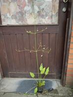 Waterweegbree, Ophalen, Volle zon, Vaste plant, Zomer