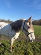 schimmel merrie paard, Dieren en Toebehoren, Minder dan 160 cm, Zadelmak, 11 jaar of ouder, Recreatiepaard
