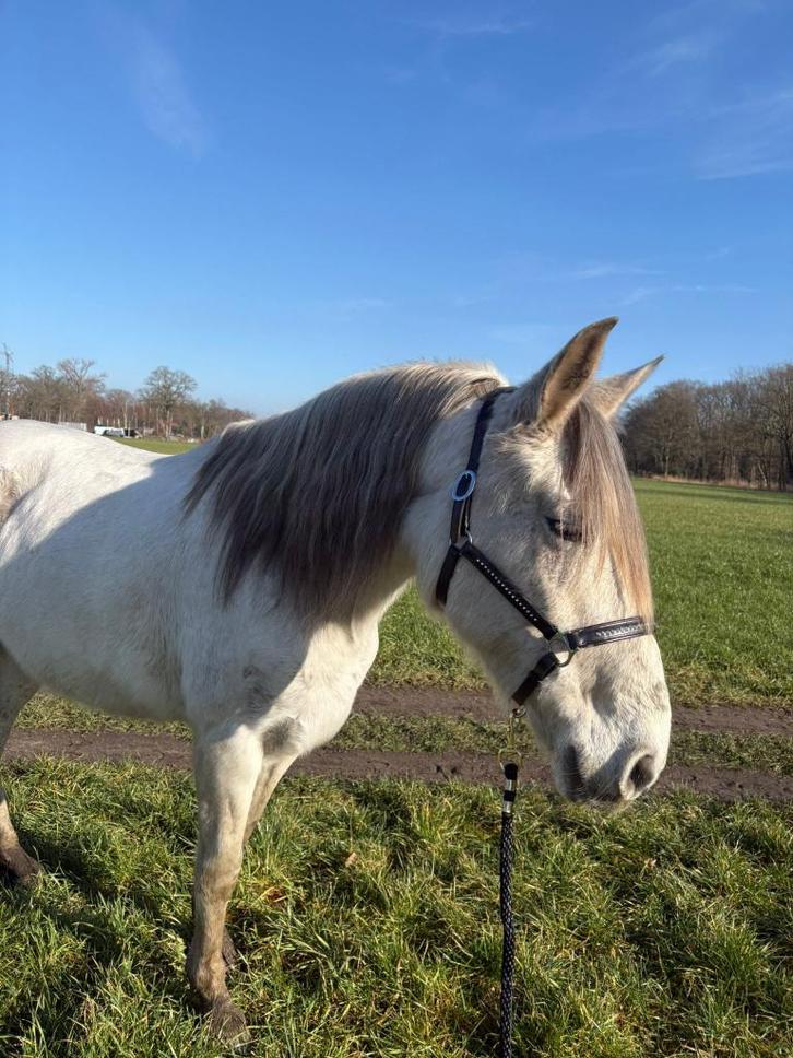 schimmel merrie paard, Dieren en Toebehoren, Paarden, Merrie, Zadelmak, Minder dan 160 cm, 11 jaar of ouder, Recreatiepaard, Gechipt