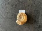 Ammonietfossiel Perisphinctes, Ophalen of Verzenden, Fossiel