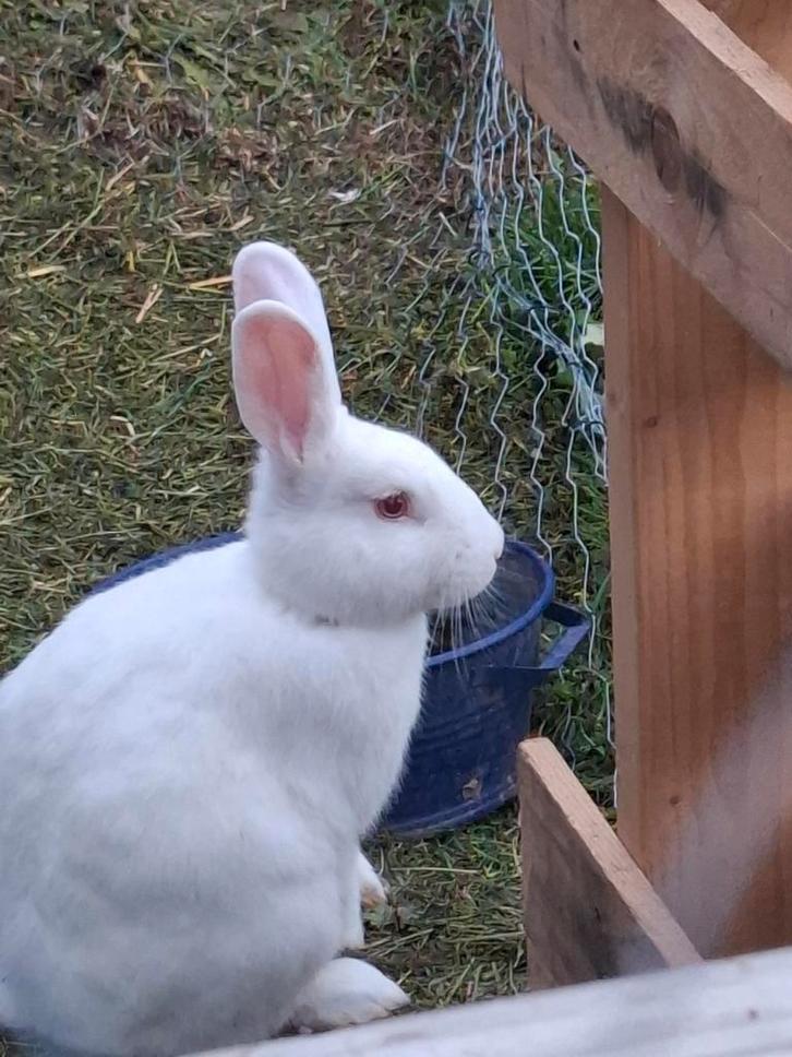 Wit vleeskonijn, Dieren en Toebehoren, Konijnen, Vrouwelijk