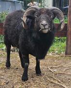 Ouessantjes te koop, Dieren en Toebehoren, Schapen, Geiten en Varkens, Meerdere dieren, Schaap, 0 tot 2 jaar