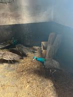 pauwenhaan te koop, Dieren en Toebehoren, Pluimvee, Mannelijk, Overige soorten