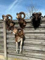 Taxidermie moeflon te koop, Ophalen of Verzenden