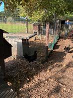 Ayem cemani kippen, Dieren en Toebehoren, Ophalen of Verzenden, Zo goed als nieuw