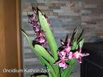 Geurende Orchidee Oncidium Katrin Zoch, Ophalen of Verzenden