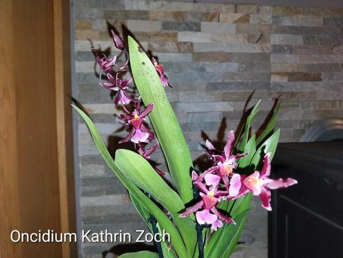Geurende Orchidee Oncidium Katrin Zoch, Huis en Inrichting, Kamerplanten, Ophalen of Verzenden
