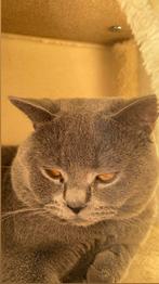 Brotse korthaar, Doe-het-zelf en Bouw, Overige typen, Nieuw, Ophalen of Verzenden, Overige soorten