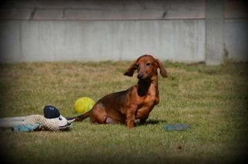 Kortharige Teckel pups beschikbaar voor biedingen