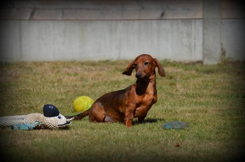 Kortharige Teckel pups, Dieren en Toebehoren, Honden | Teckels en Dashonden, Reu, Korthaar, Fokker | Professioneel, Meerdere, België
