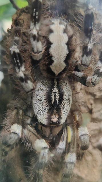 Poecilotheria regalisen in één terrarium  beschikbaar voor biedingen