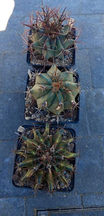 cactussen Ferocactus cactus  beschikbaar voor biedingen