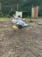 2 kalkoen hennen, Dieren en Toebehoren, Pluimvee, Kalkoen