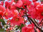 Cognassier du Japon fleurs rouges, Ophalen