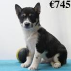Shiba Inu pups te koop (Belgisch), Dieren en Toebehoren, Honden | Poolhonden, Keeshonden en Oertypen, CDV (hondenziekte), Meerdere