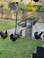 kippen, Dieren en Toebehoren