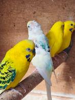 Een 10 tal jonge grasparkieten te koop., Dieren en Toebehoren, Vogels | Parkieten en Papegaaien, Meerdere dieren, Parkiet, Geringd