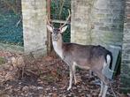 Damherten te koop, Dieren en Toebehoren, Overige Dieren, Juni, Meerdere dieren
