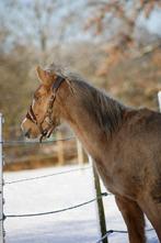 jonge merrie met uitstraling en toekomst, Dieren en Toebehoren, Paarden, Merrie