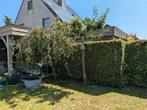 Beuk haag gratis, Tuin en Terras, Planten | Bomen, Ophalen