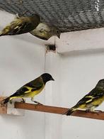 Vogels, Meerdere dieren