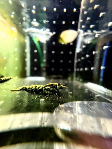 Galaxy snowflake's beschikbaar voor biedingen