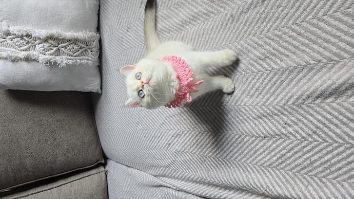 British shorthair, Dieren en Toebehoren, Katten en Kittens | Raskatten | Korthaar, Poes, 0 tot 2 jaar, Met stamboom, Gechipt, Ontwormd