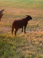 Dekram, Schaap