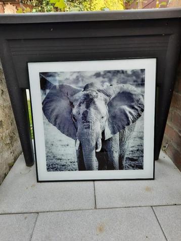 Cadre photo avec un éléphant - noir et blanc - 50 x 50 cm disponible aux enchères