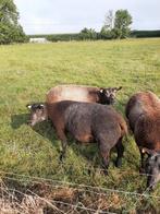 Jaarling ram blauwe Texelaar, Dieren en Toebehoren, Schapen, Geiten en Varkens