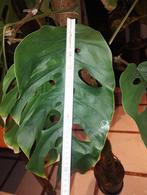 Monstera dubia. volwassen., Huis en Inrichting, Ophalen