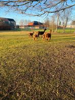 Alpaca, Dieren en Toebehoren, Stalling en Weidegang