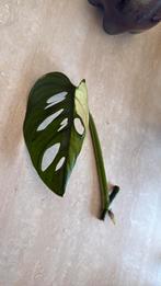 Monstera adansonii variegata, Huis en Inrichting, Kamerplanten, Ophalen