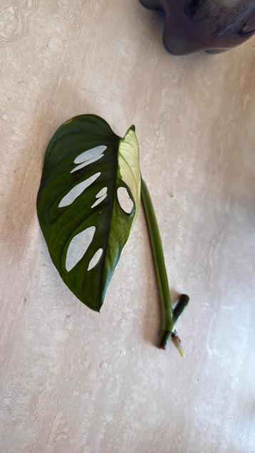Monstera adansonii variegata, Huis en Inrichting, Ophalen