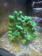 Pectinia, Enlèvement, Comme neuf