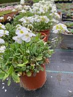 Arabis caucasira, Tuin en Terras, Planten | Tuinplanten, Ophalen