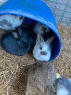 Vlaamse reusjes, Dieren en Toebehoren, Konijnen