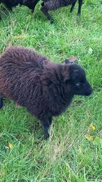 5 jonge, zwarte ouessant ooien te koop, Dieren en Toebehoren, Schapen, Geiten en Varkens, Vrouwelijk, Schaap, 0 tot 2 jaar
