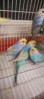 Mooie regenboog grasparkieten, Dieren en Toebehoren, Vogels | Parkieten en Papegaaien, Meerdere dieren, Parkiet, Geringd