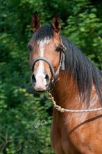 Lieve Arabische merrie, Gechipt, Zadelmak, 11 jaar of ouder, Recreatiepony