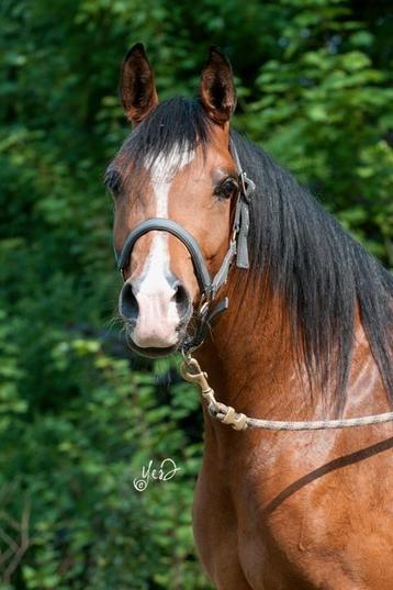 Lieve Arabische merrie beschikbaar voor biedingen